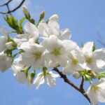 Хуш келдинг, гўзал Баҳор!